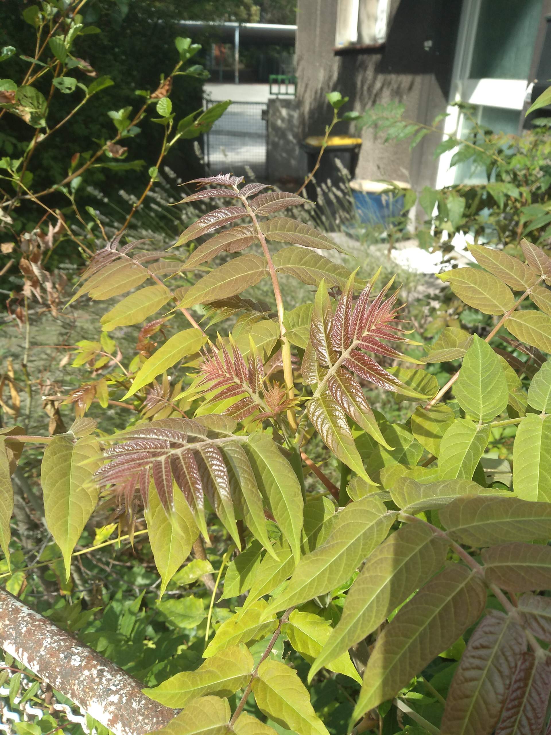 Ist das ein Sumach? Wie werde ich das nachhaltig los? (Pflanzen, Natur ...