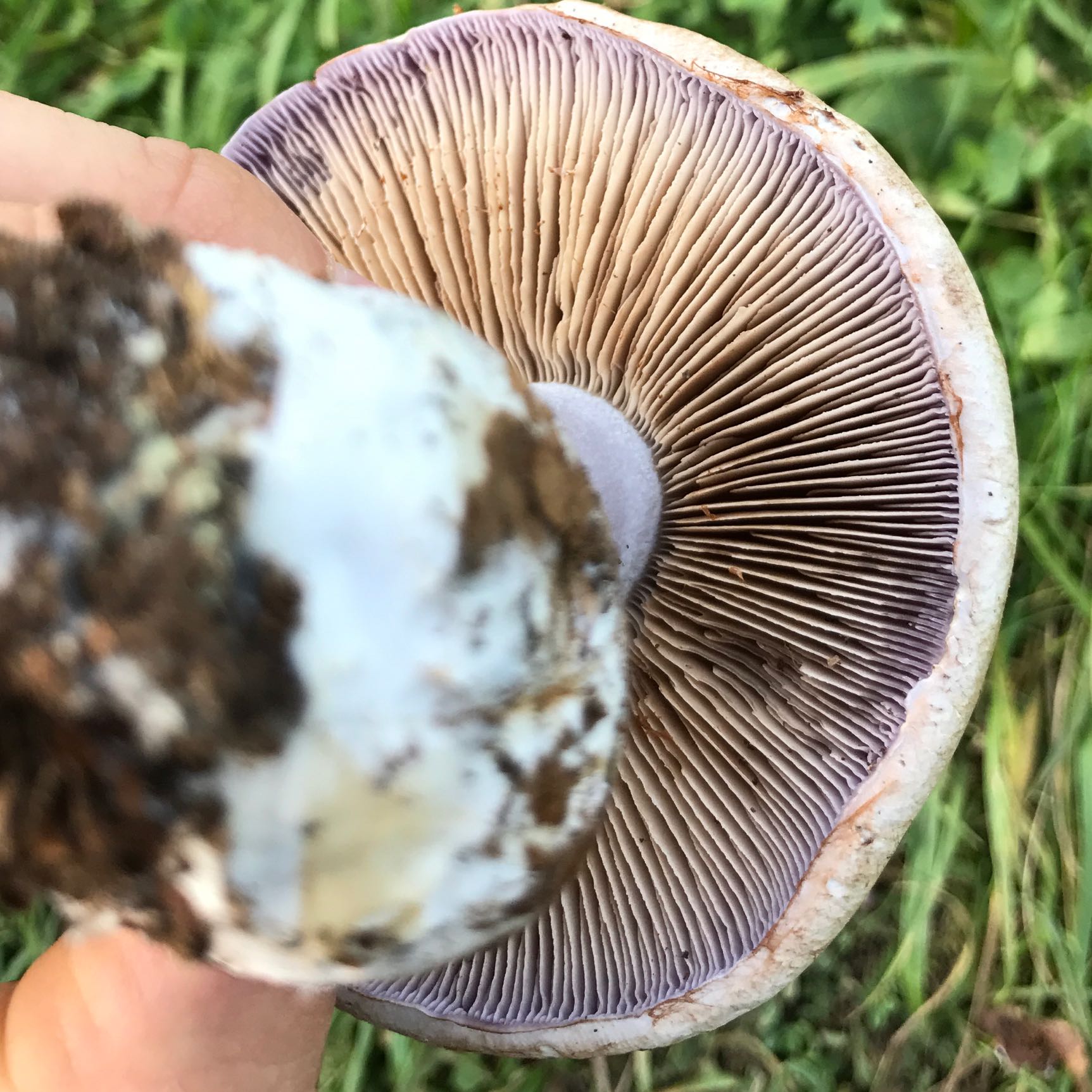 View Tödlich Giftige Pilze Deutschland Background