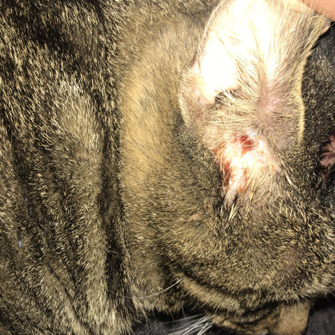 Ist Das Ein Tumor Bei Meiner Katze Gesundheit Und Medizin Ist Das Ein Tumor Bei Meiner Katze Gesundheit Und Medizin