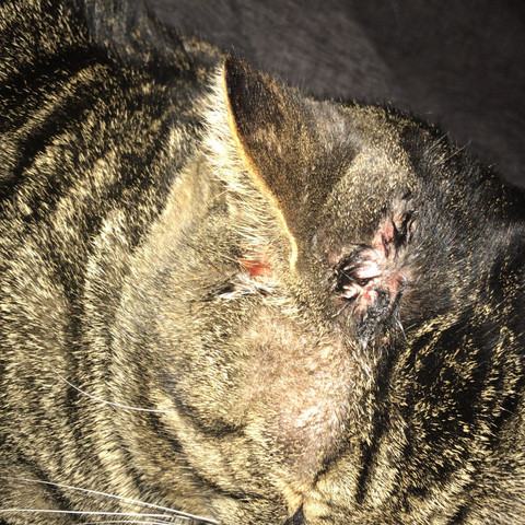 Ist Das Ein Tumor Bei Meiner Katze Gesundheit Und Medizin Ist Das Ein Tumor Bei Meiner Katze Gesundheit Und Medizin