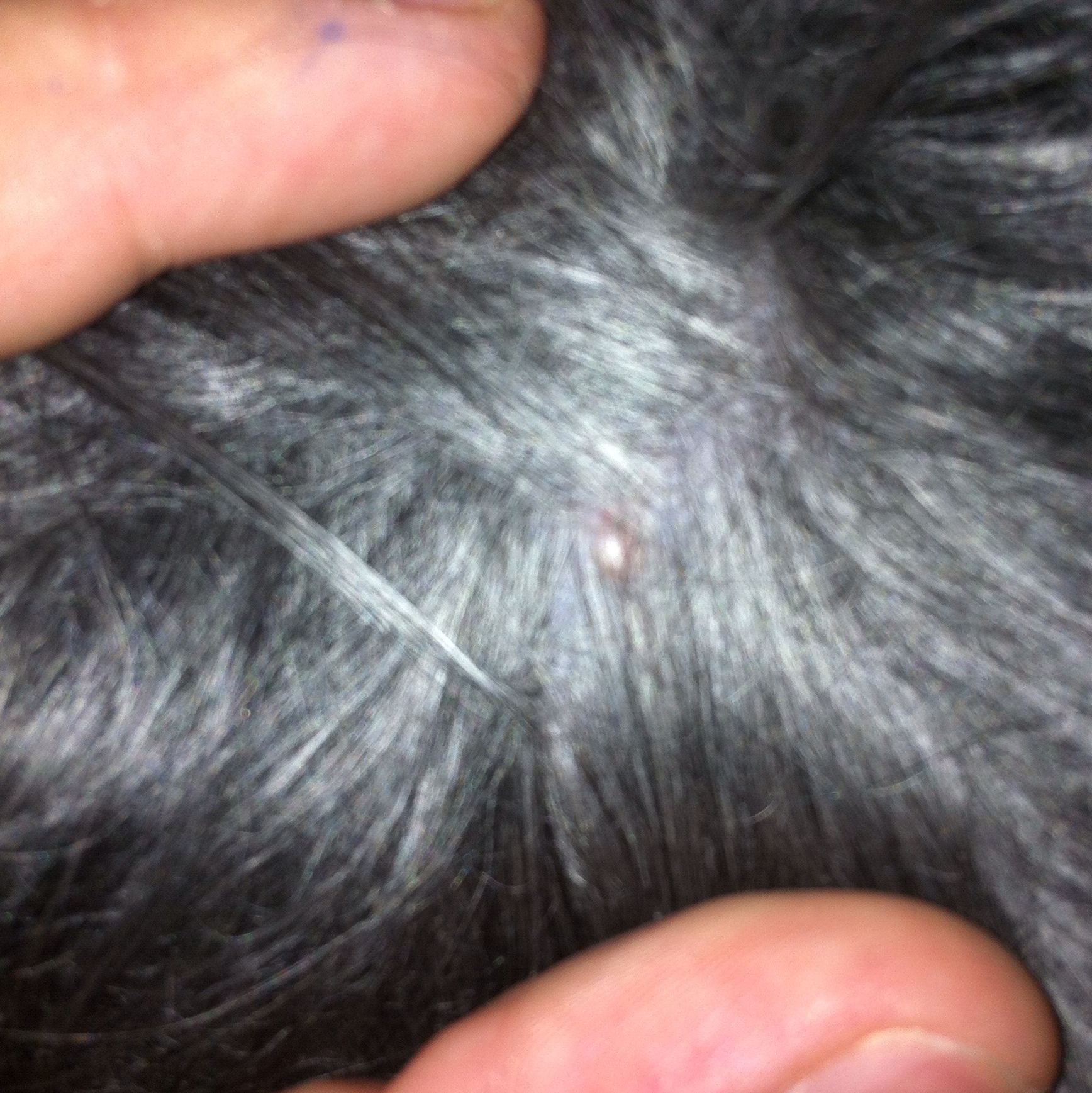 Ist das ein Tumor oder nicht? (Hund)