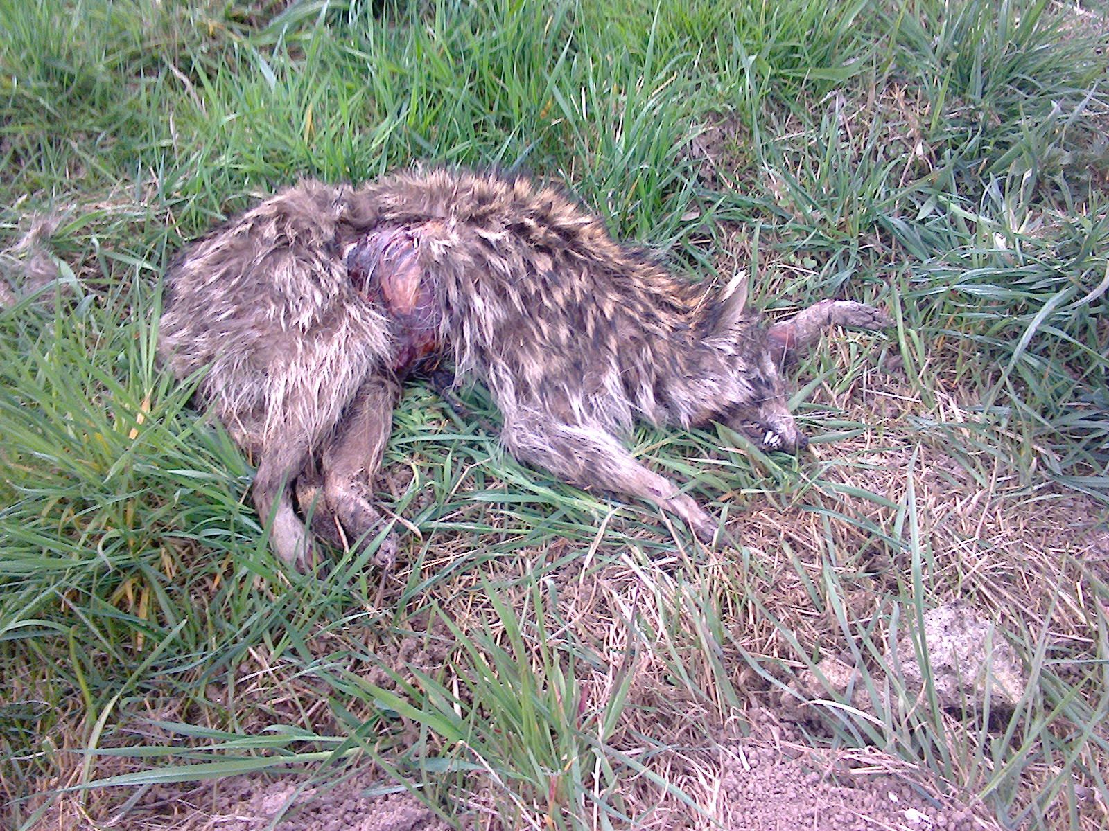 Ist das ein Waschbär? (wildtiere, totes Tier)