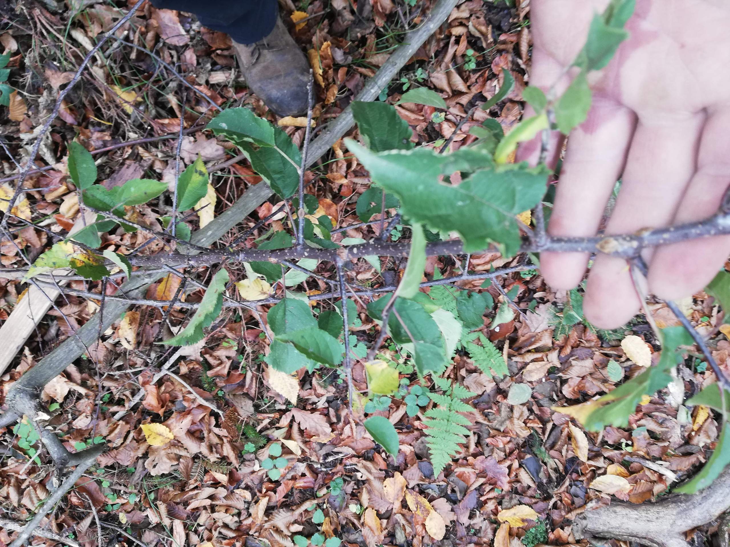 Ist das ein Wildapfel oder eine Wildbirne? (Biologie, Baum, Wald)
