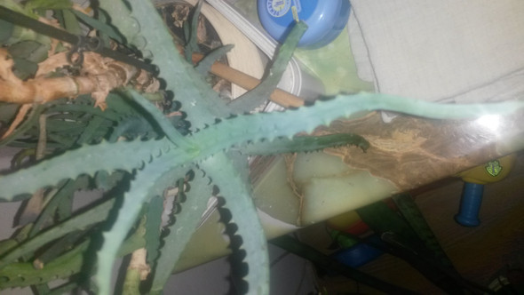 aloe Vera? - (Pflanzen, Aloe-Vera)