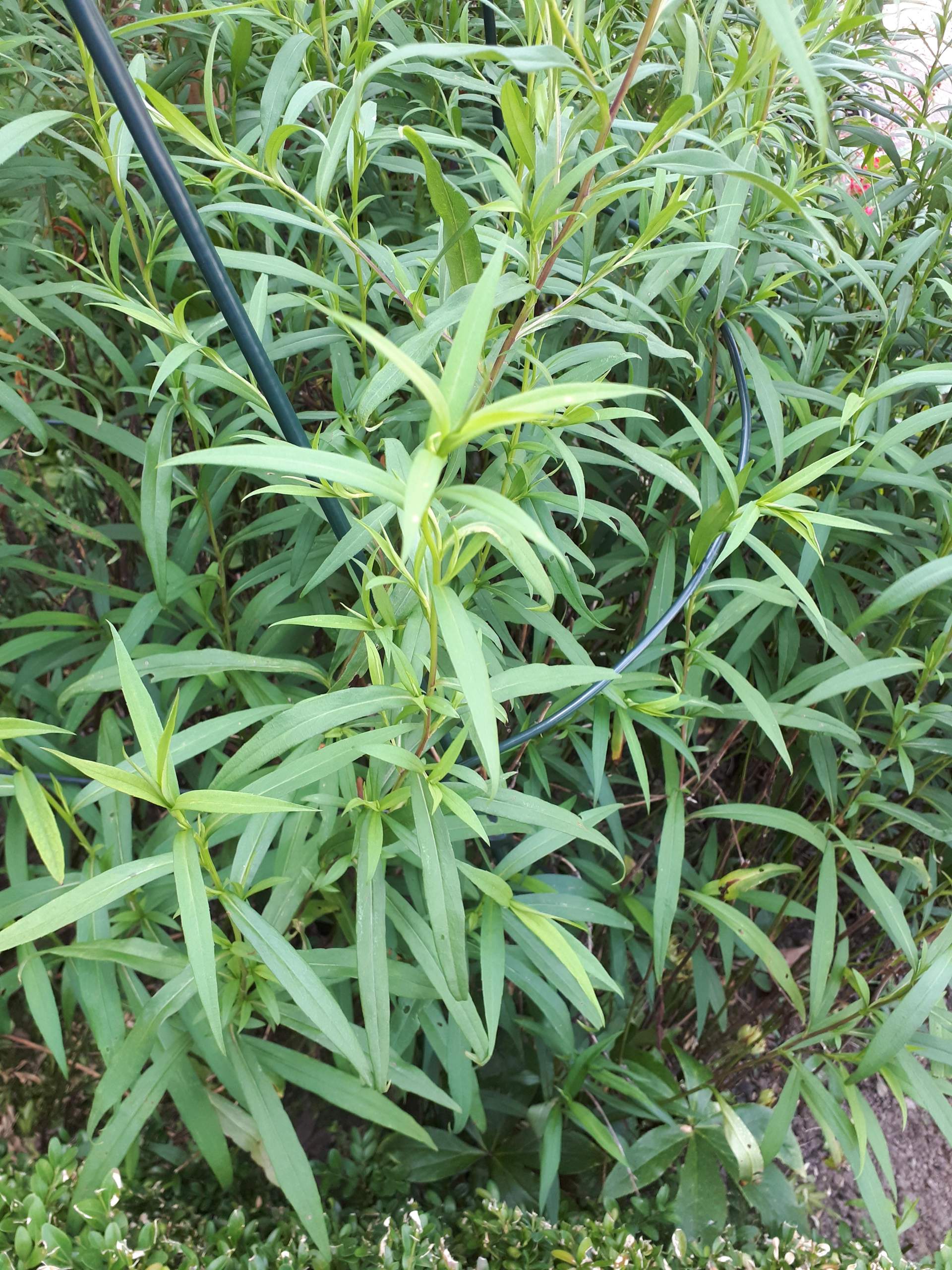 Ist das eine Asternart? (Garten, Weide)