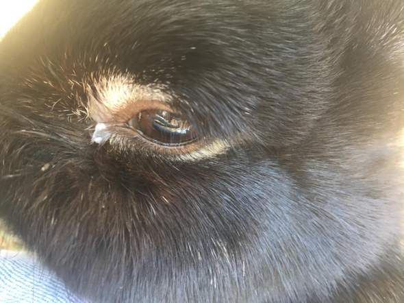 Ist Das Eine Augenentzundung Kaninchen Hasen