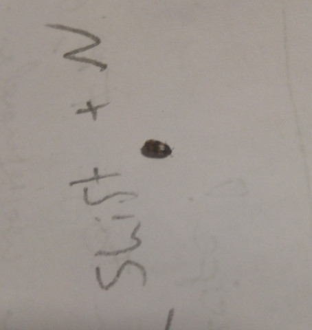 Ist Das Eine Bettwanze Bzw Ein Schadling Insekten Ungeziefer