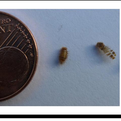 Ist Das Eine Bettwanze Oder Eine Andere Wanze Floh Insekten