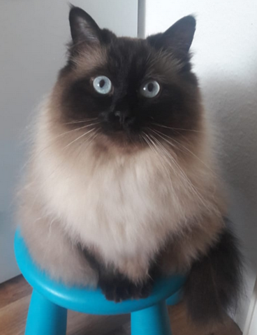 Ist Das Eine Birma Katze Bilder Vorhanden