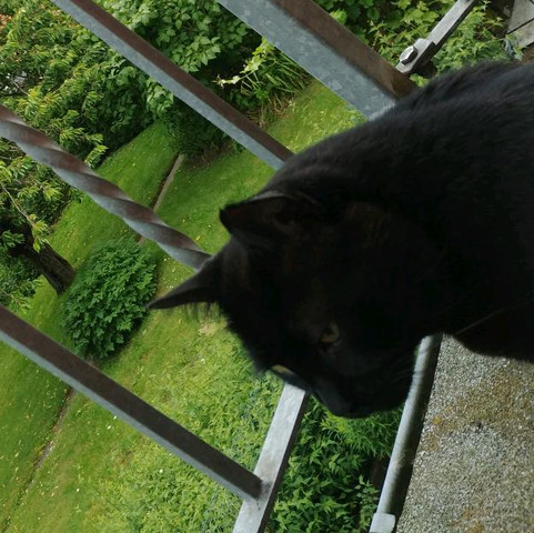 ... - (Tiere, Katze, Haustiere)