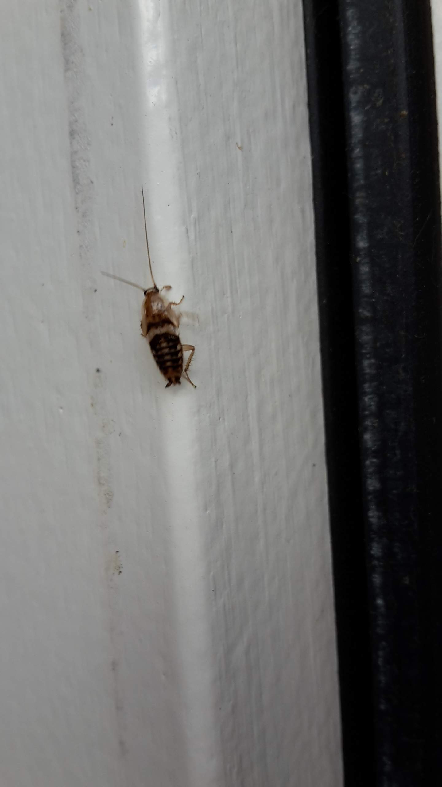 Ist das eine Braunbandschabe? (Schädlinge, Schaben)