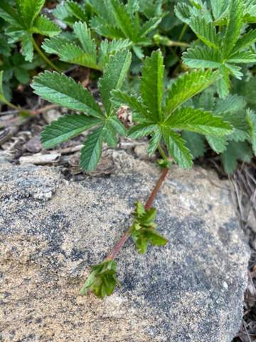 Ist das eine Cannabis-pflanze?