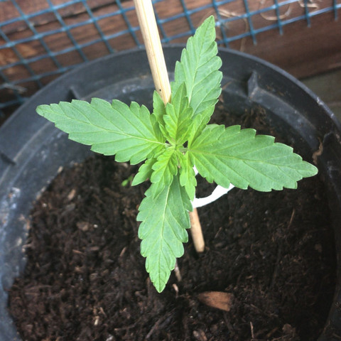 Hjhjjjj ucucug - (Pflanzen, Cannabis, Marihuana)