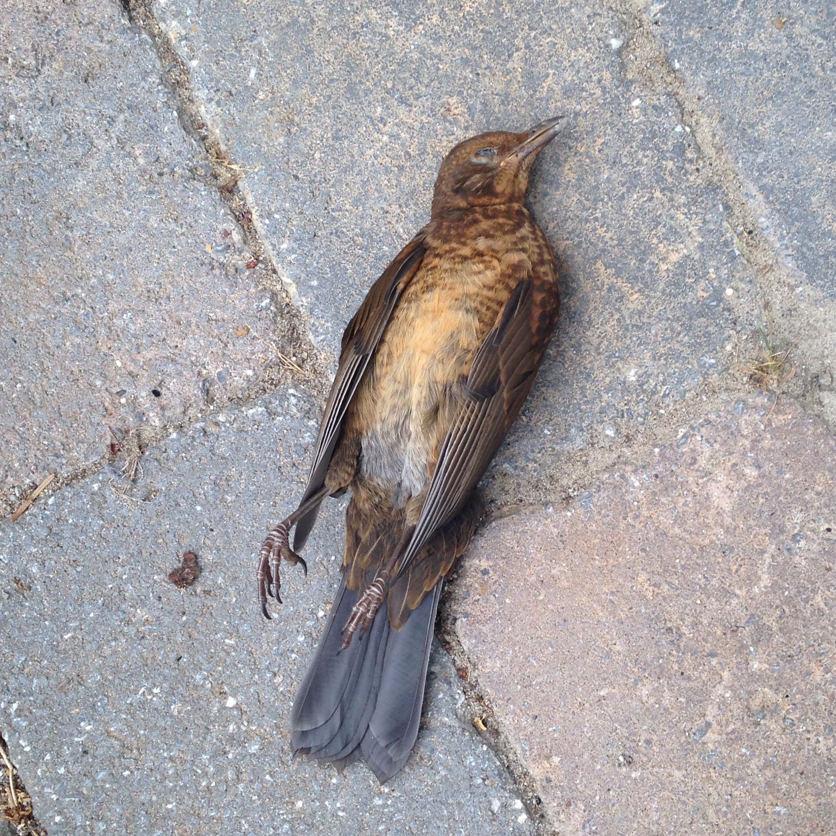 Ist das eine Drossel? (Vögel, vogelart)