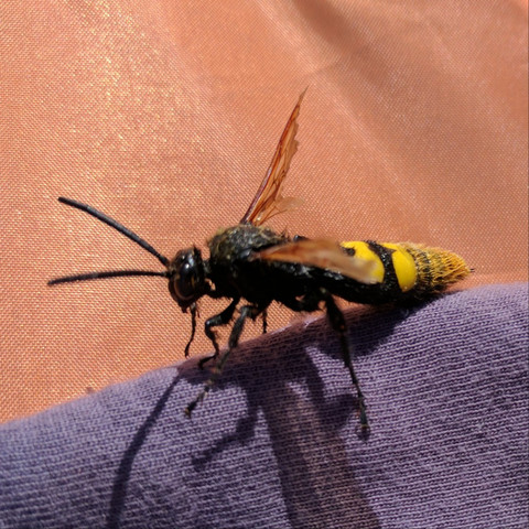 Besucherbild 1 - (Insekten, Kroatien)