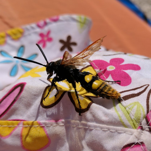 Bild2 - (Insekten, Kroatien)