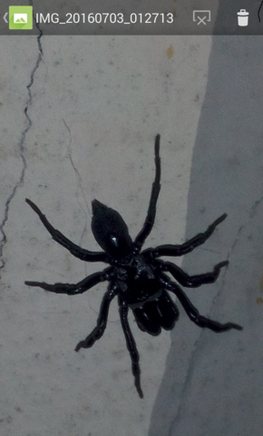 Spinne - (Tiere, Biologie)