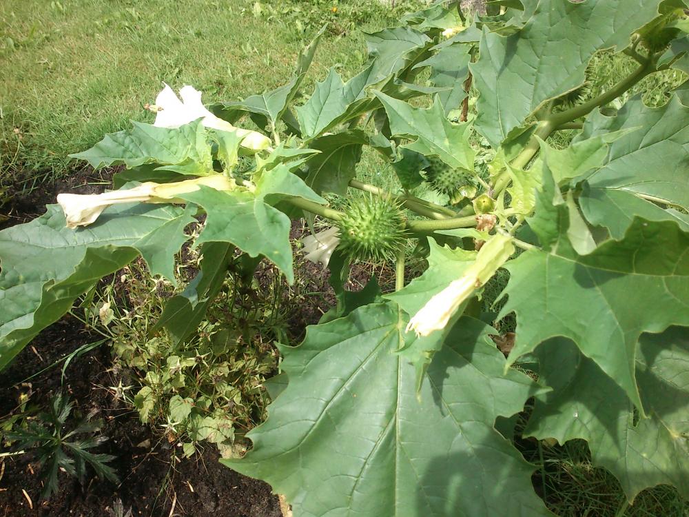 Ist das eine giftige Pflanze? (Freizeit, Garten, Pflanzen)