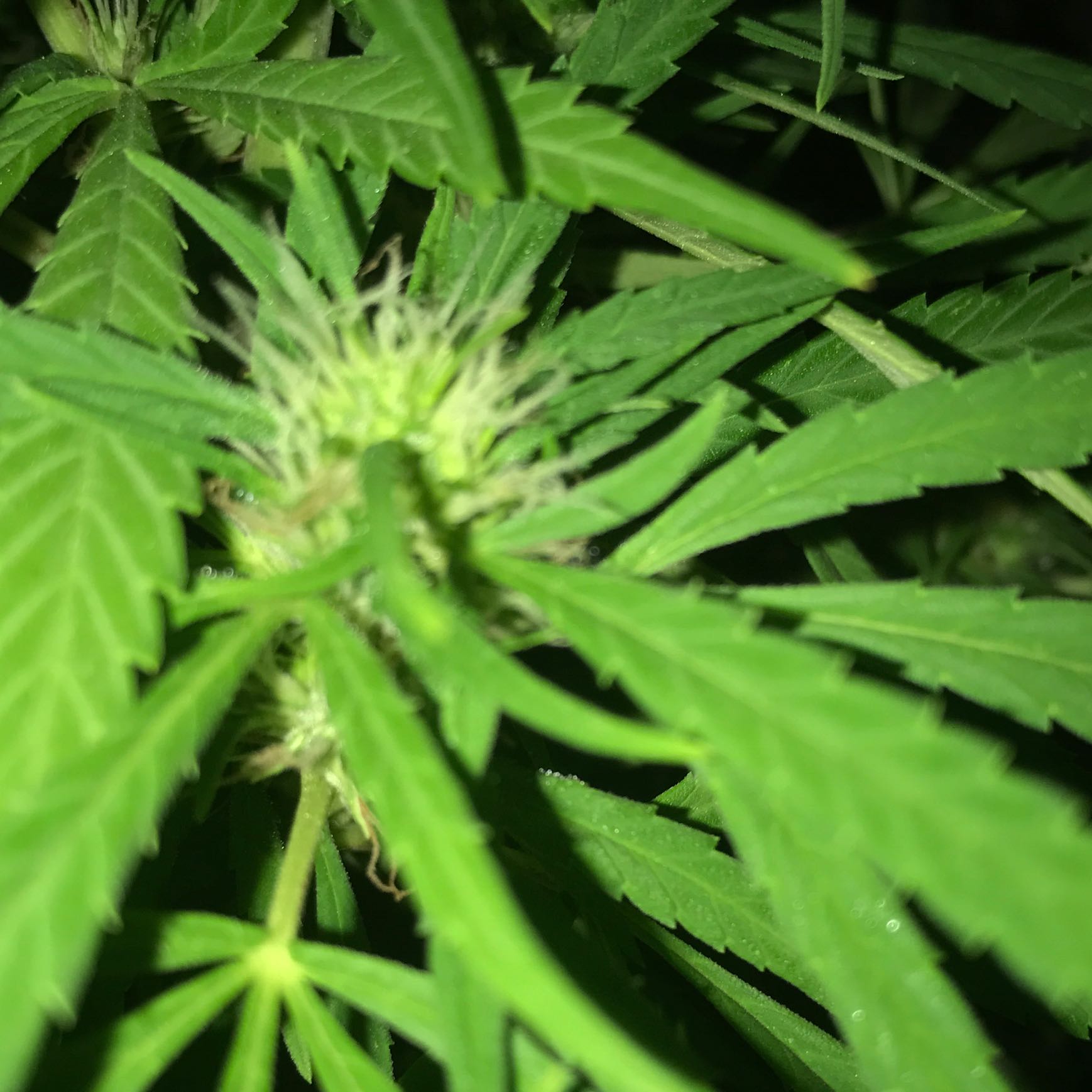 Ist das eine hanfpflanze auf diesen Bildern? (Cannabis, Gras, Hanf) Ist das eine hanfpflanze auf diesen Bildern? (Cannabis, Gras, Hanf)