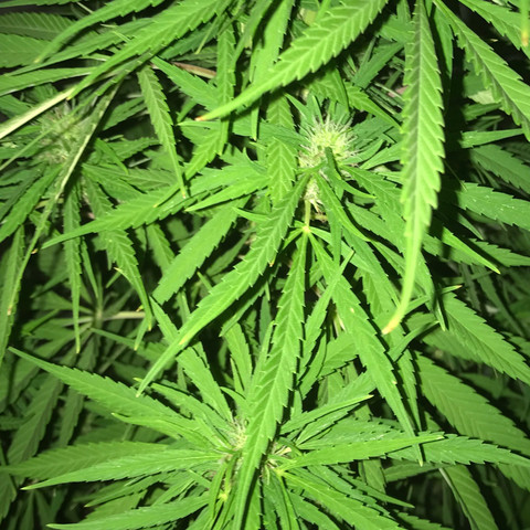 Foto 2 - (Cannabis, Gras, Hanf)