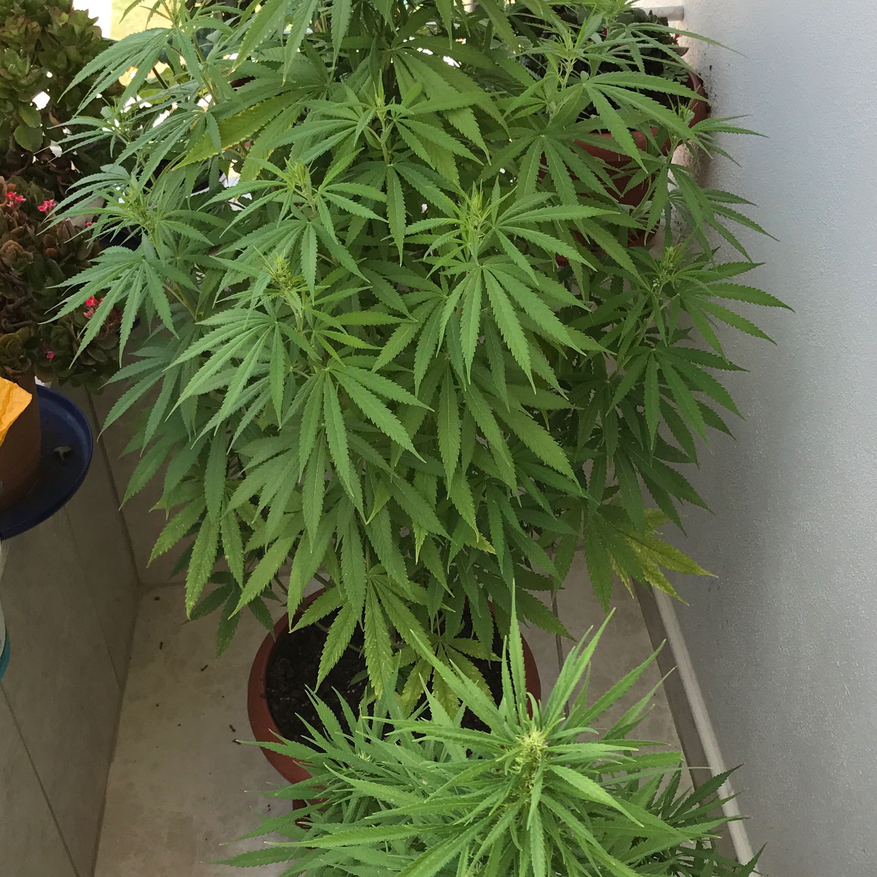 Ist das eine hanfpflanze auf diesen Bildern? (Cannabis, Gras, Hanf) Ist das eine hanfpflanze auf diesen Bildern? (Cannabis, Gras, Hanf)