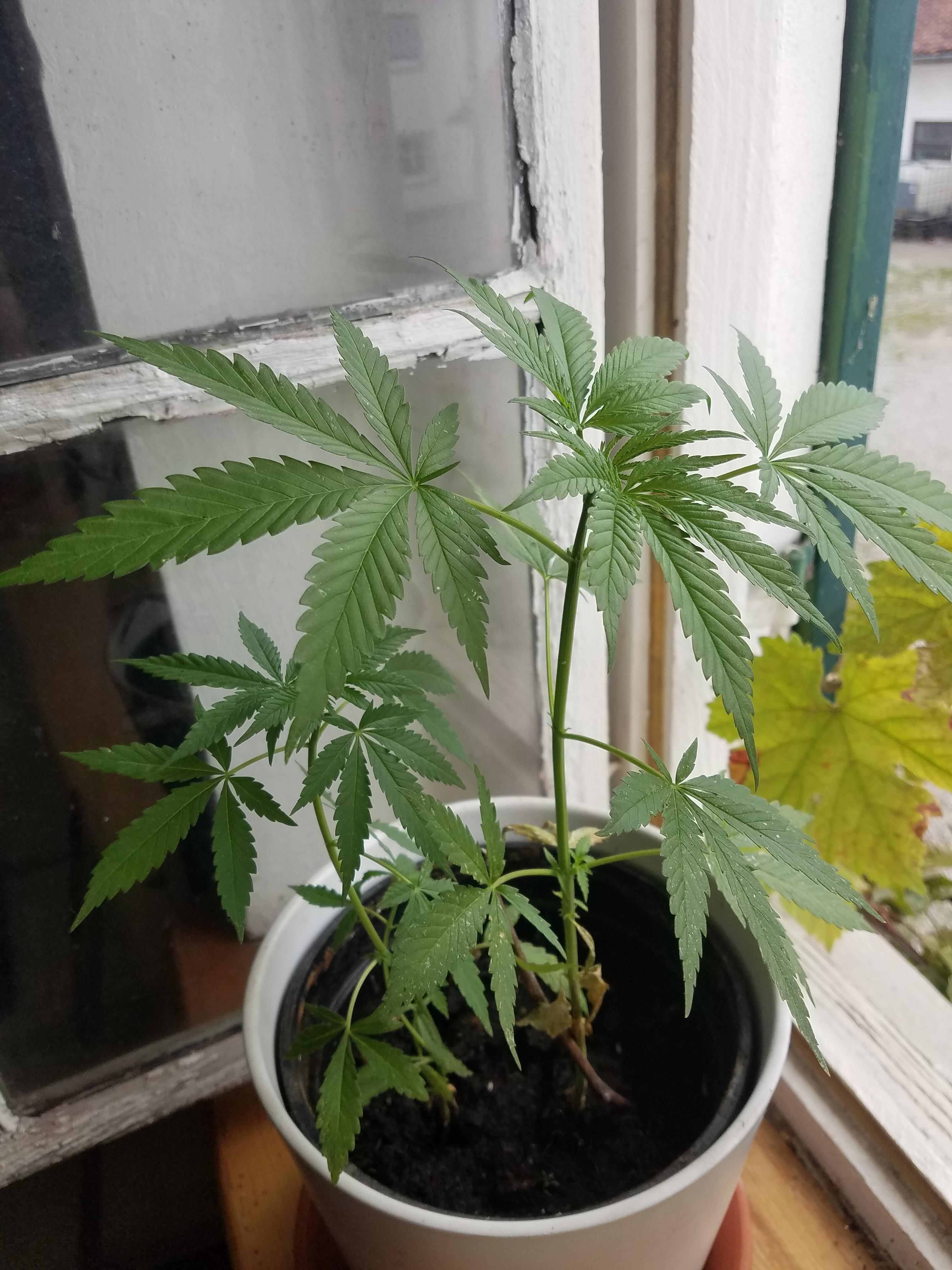 A Young Cannabis Flower by GrowAdvice on DeviantArt A Young Cannabis Flower by GrowAdvice on DeviantArt