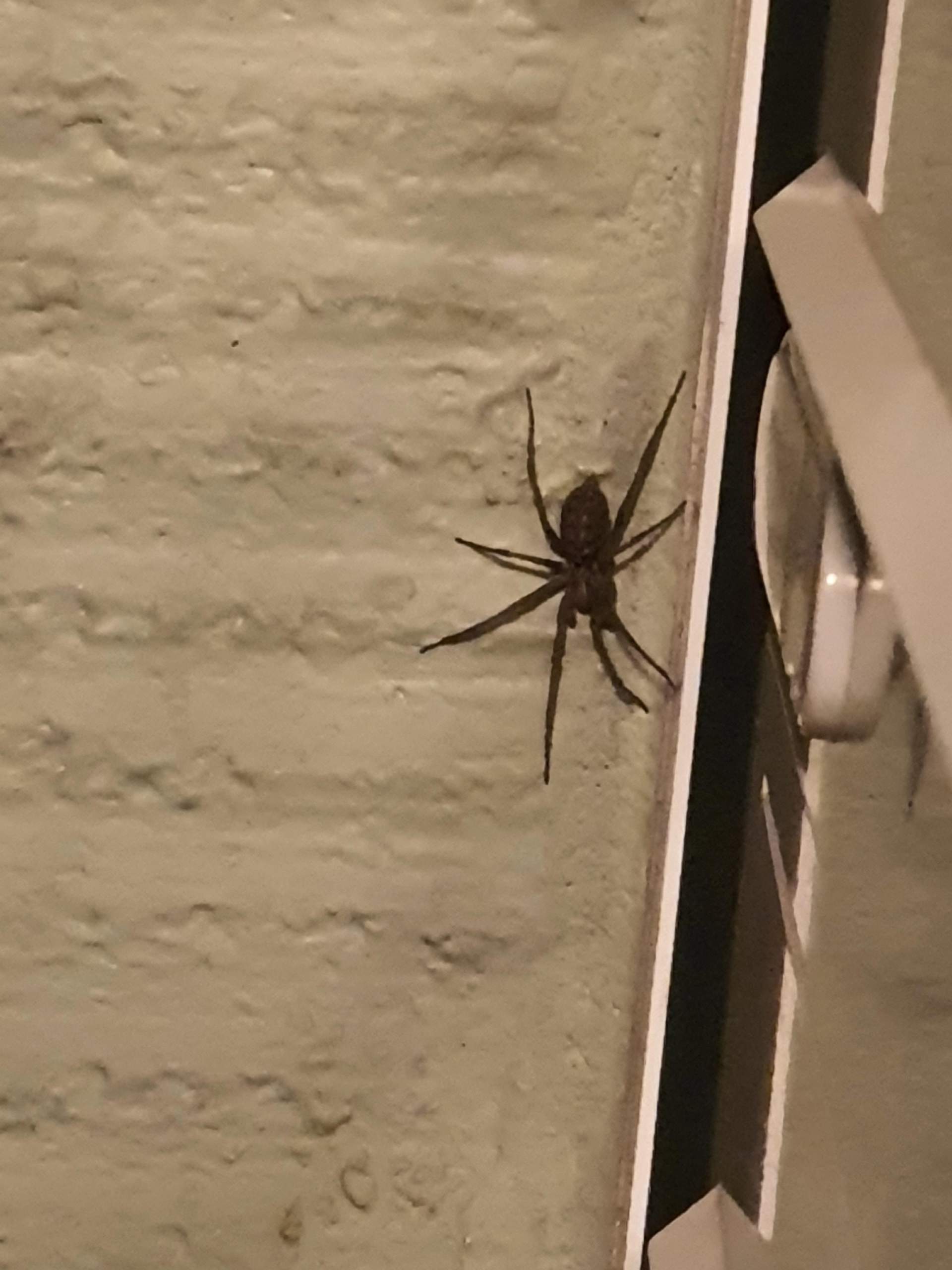 Ist das eine Hauswinkelspinne? (Deutschland, Tiere, Spinnen)