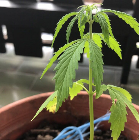 Männlich hanf oder weiblich Mannliche oder