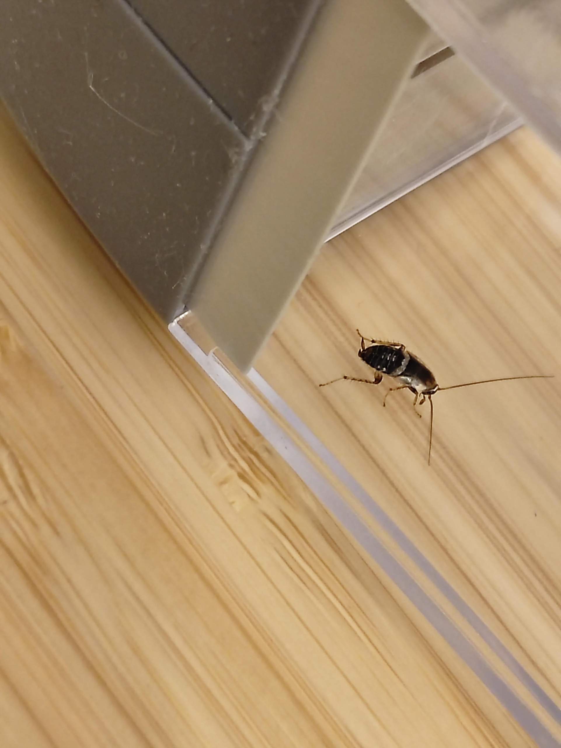 50 Stück Kakerlaken Spielzeug - Realistische Halloween Deko & Streiche