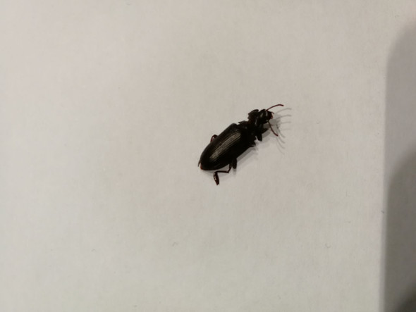 Ist das eine Kakerlake? - (Insekten, Schädlinge, Kakerlaken)