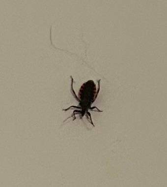 Ist das eine “Kissing Bug”? (Insekten, Wanzen)
