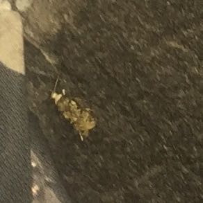 Hier1 - (Mädchen, Tiere, Junge)