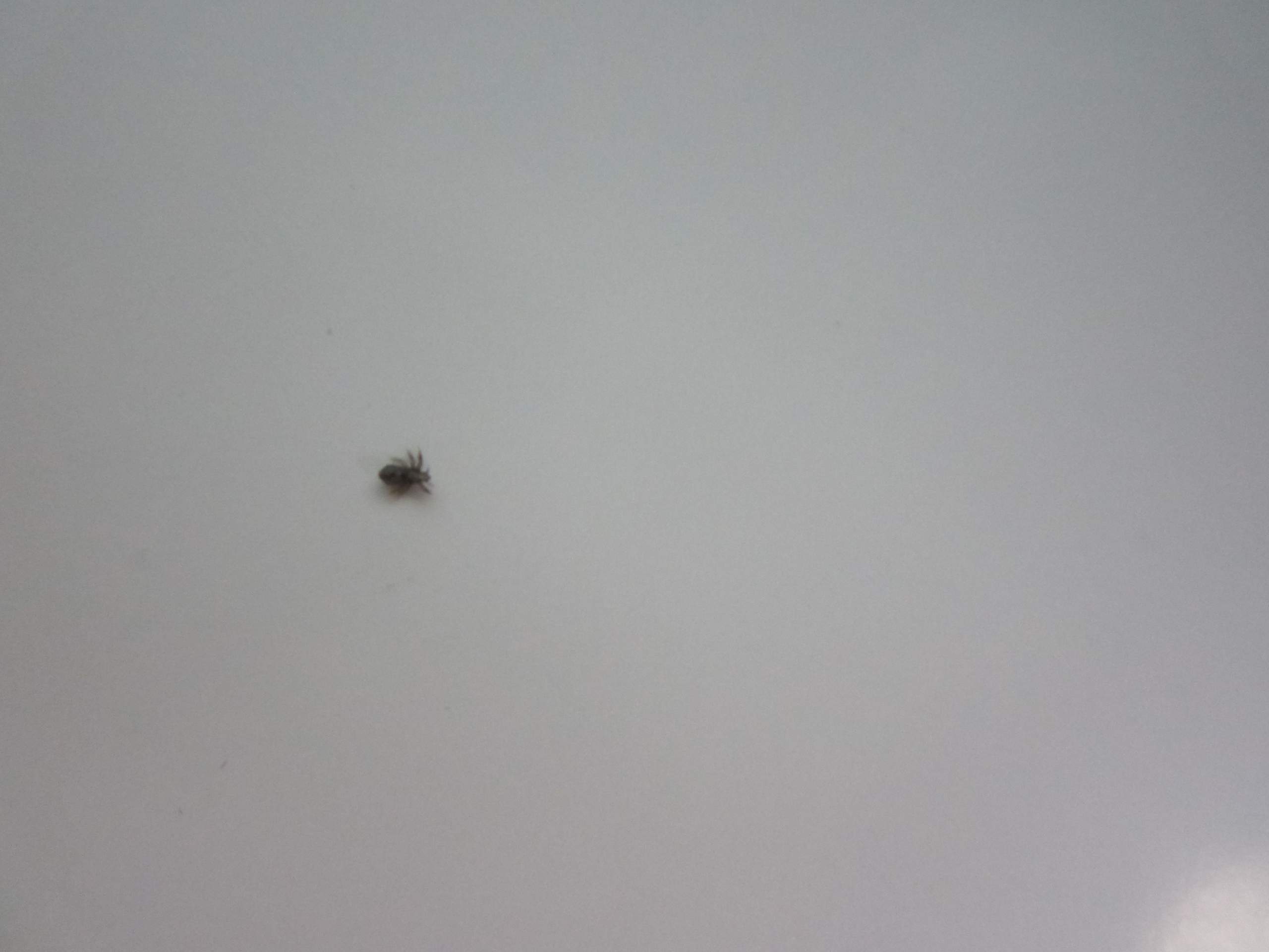 Ist Das Eine Kopflaus Lause Ist Das Eine Kopflaus Lause