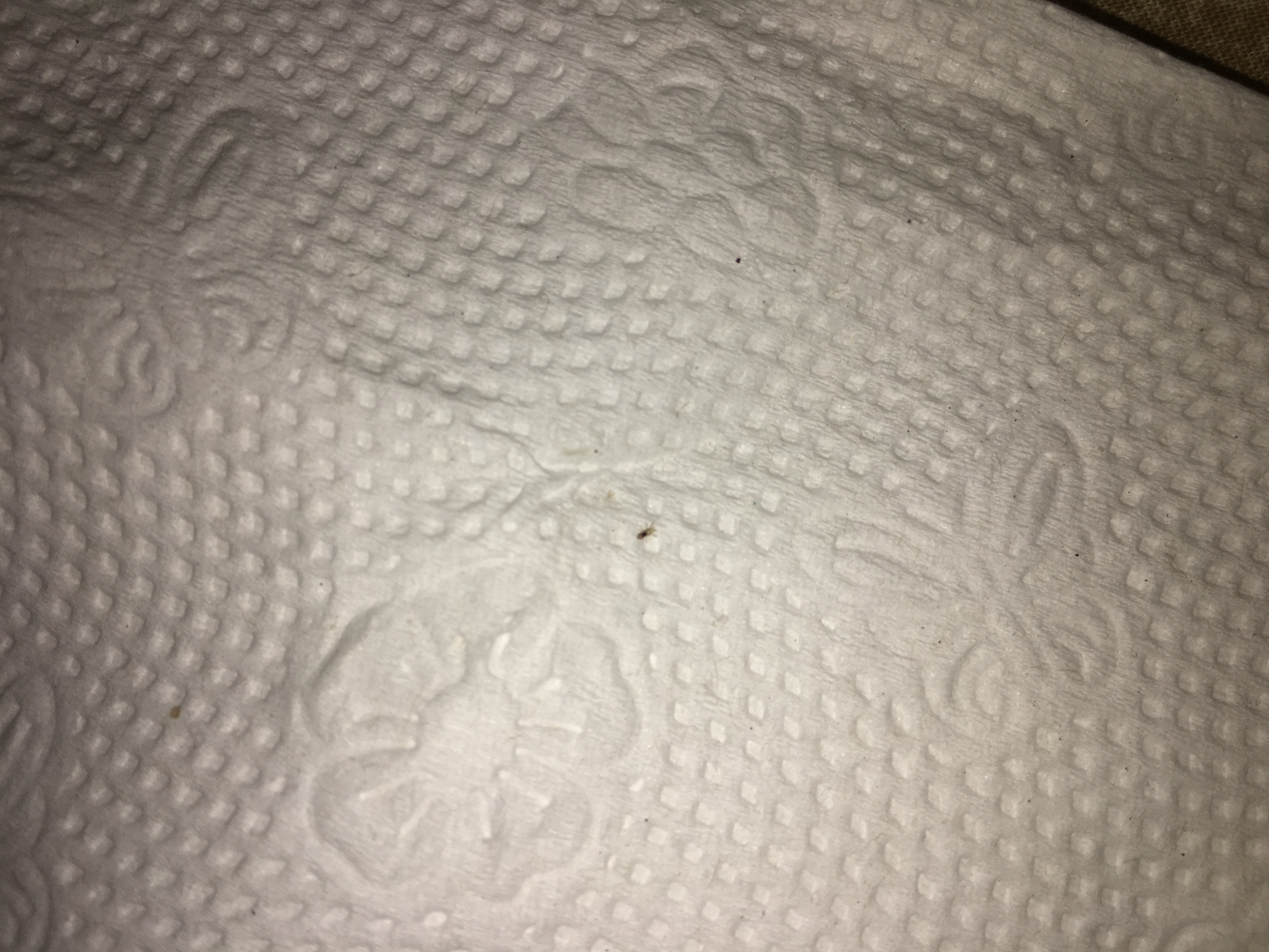 Ist Das Eine Kopflaus Unter Dem Nagel Haare Lause