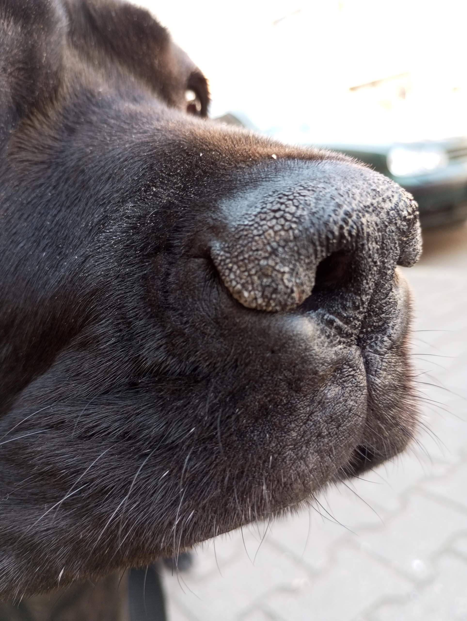 Ist das eine Krankheit (Hund Nase)? (Tiere, Tierarzt, Allergie)