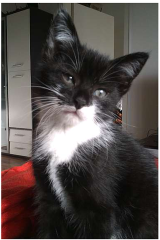 Maine Coon? - (Katze, Rasse, Maine Coon)