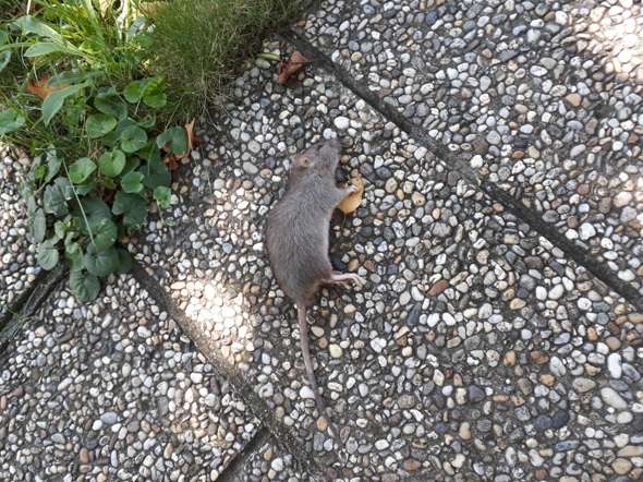 - (Tiere, Biologie, Katze)