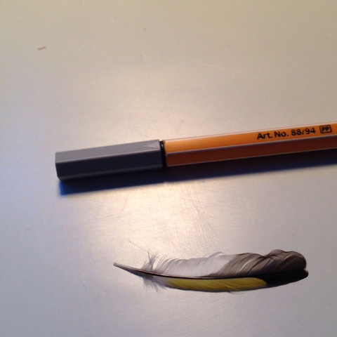 Feder mit Stift zum Vergleich  - (Tiere, Vögel, Feder)