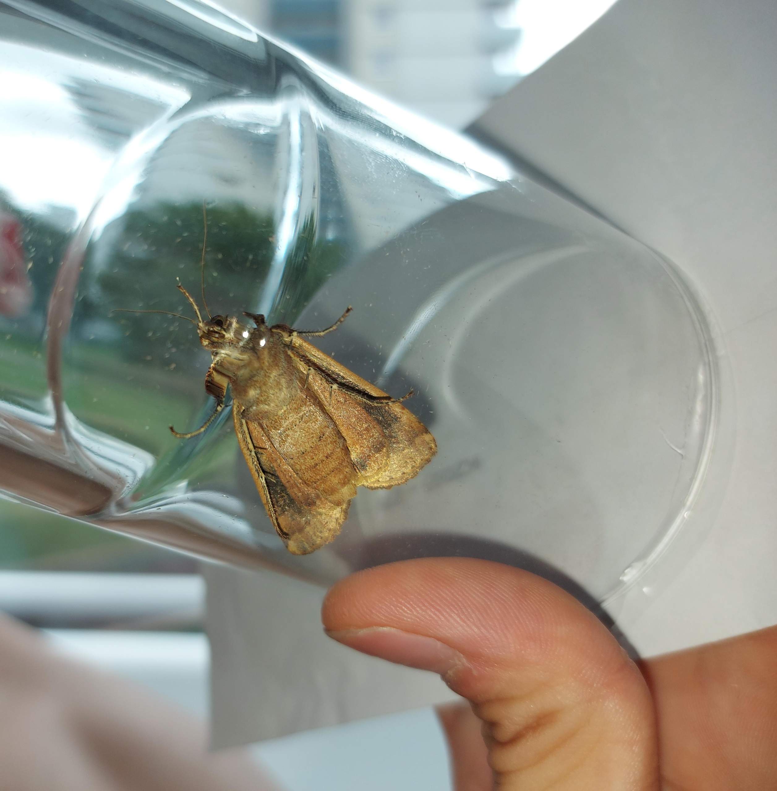 Ist das eine Motte? (Tiere, Insekten, Motten)