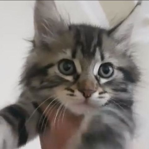 Bild 4 - (Tiere, Katze, Rasse)