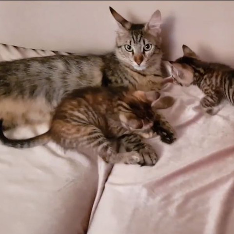 Hier die Mutter - (Tiere, Katze, Rasse)