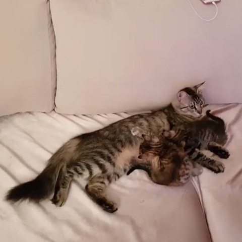 Die Mutter - (Tiere, Katze, Rasse)