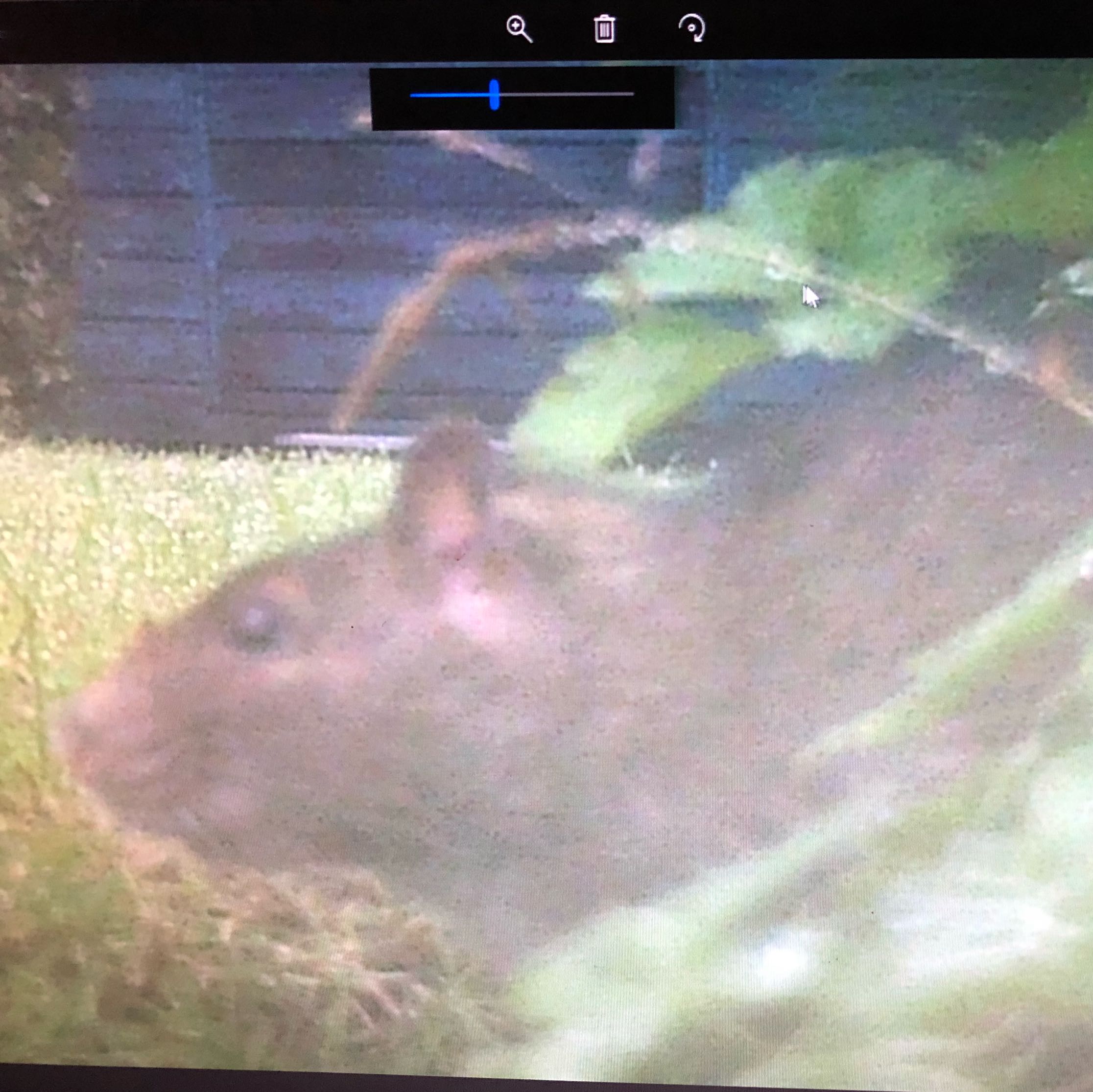 Ist Das Eine Ratte Bzw Eine Wanderratte Tiere Garten Natur