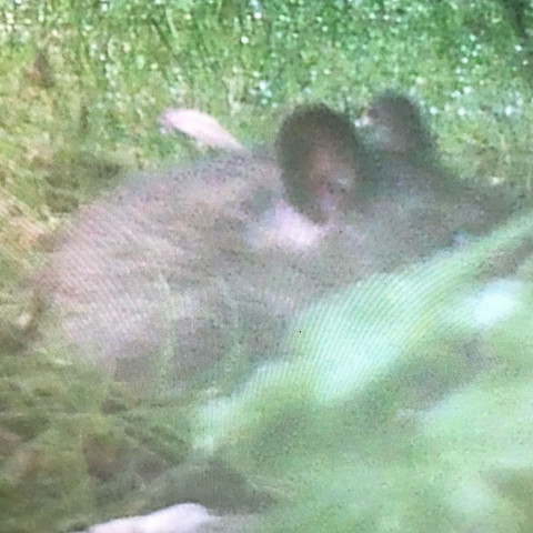 Ist Das Eine Ratte Bzw Eine Wanderratte Tiere Garten Natur