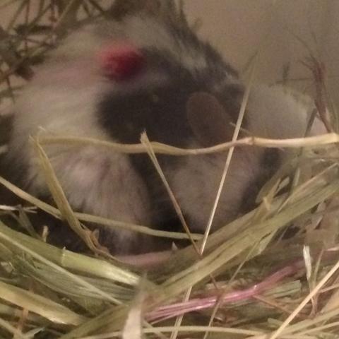 Hier eben gemacht - (Tiere, Maus, Ratten)