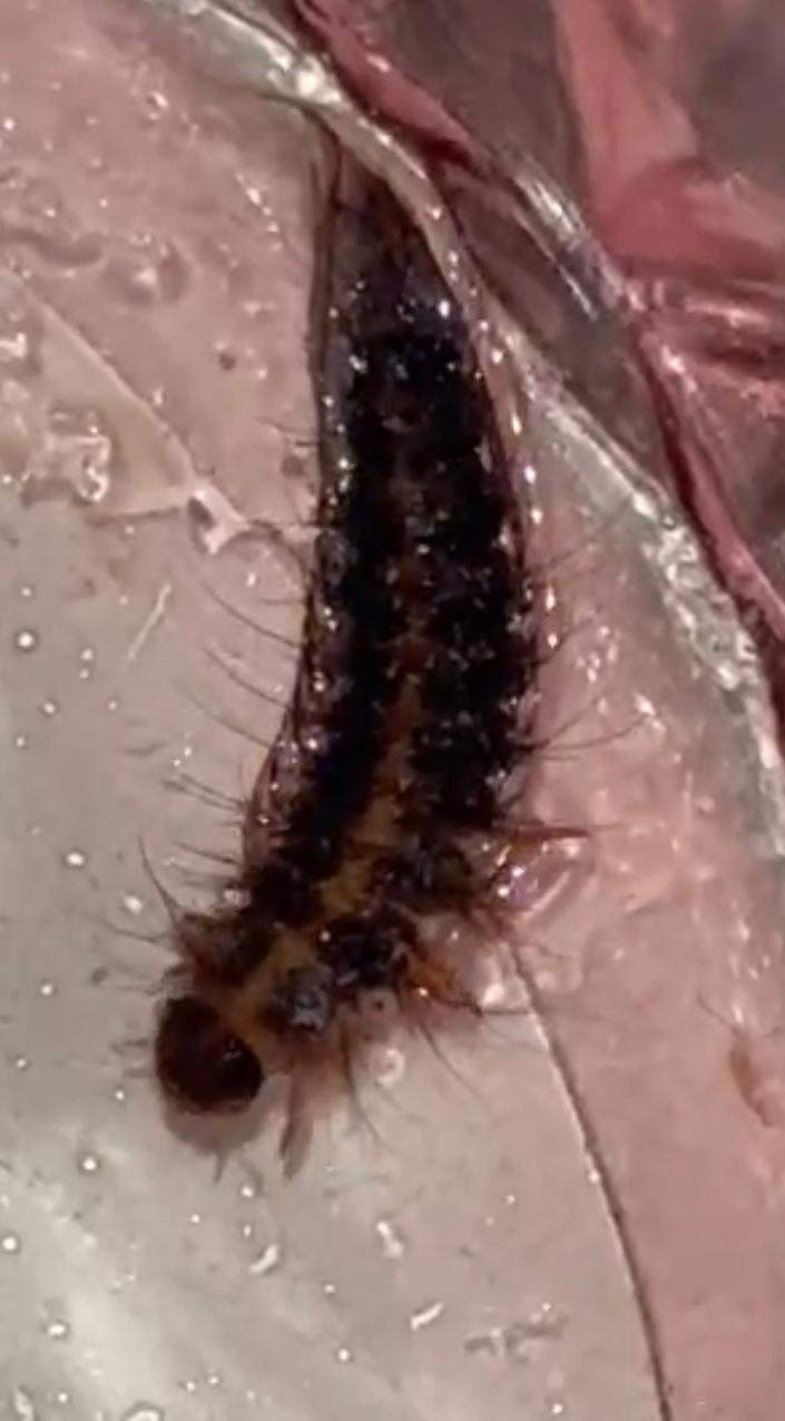 Ist das eine Raupe? (Insekten, Raupenart, Raupenbestimmung)