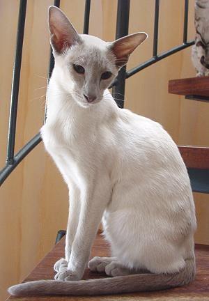 Reinrassige siamkatze Reinrassige siamkatze