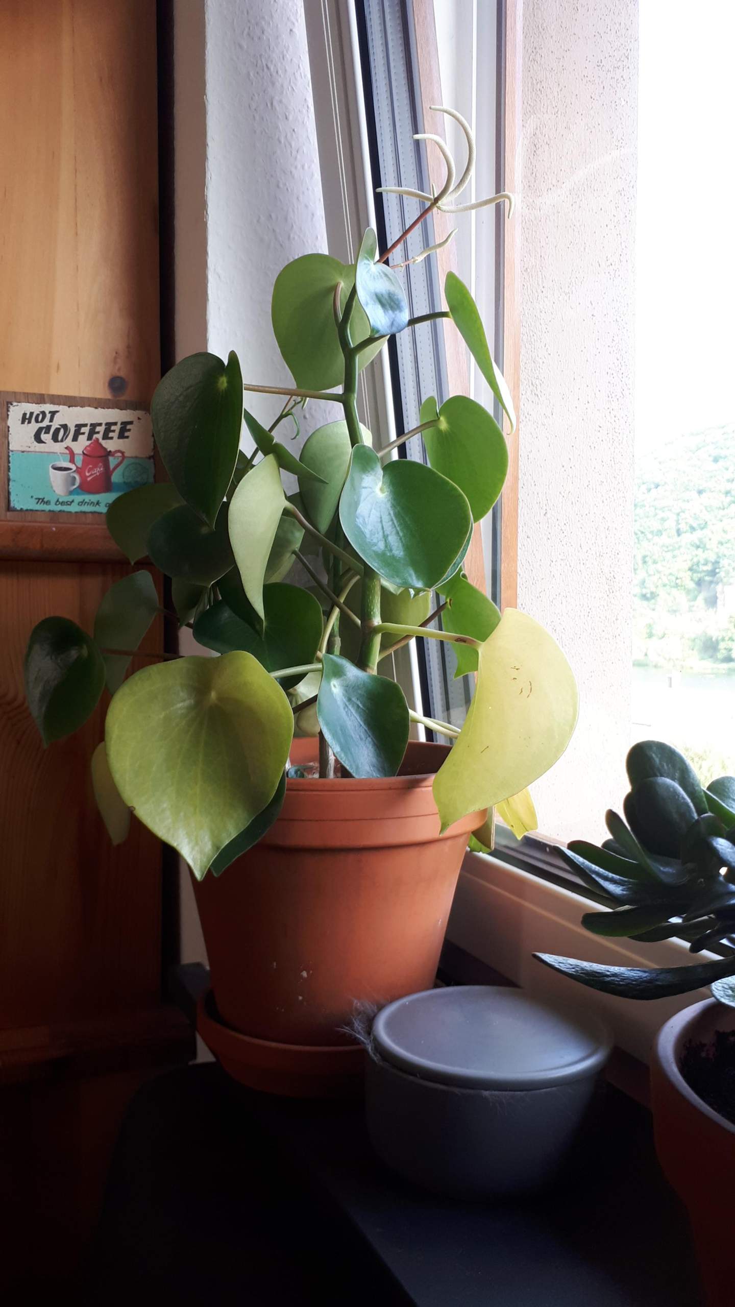 Ist das eine richtige Pilea bzw. Ufopflanze? (Sprache, Pflanzenbestimmung)