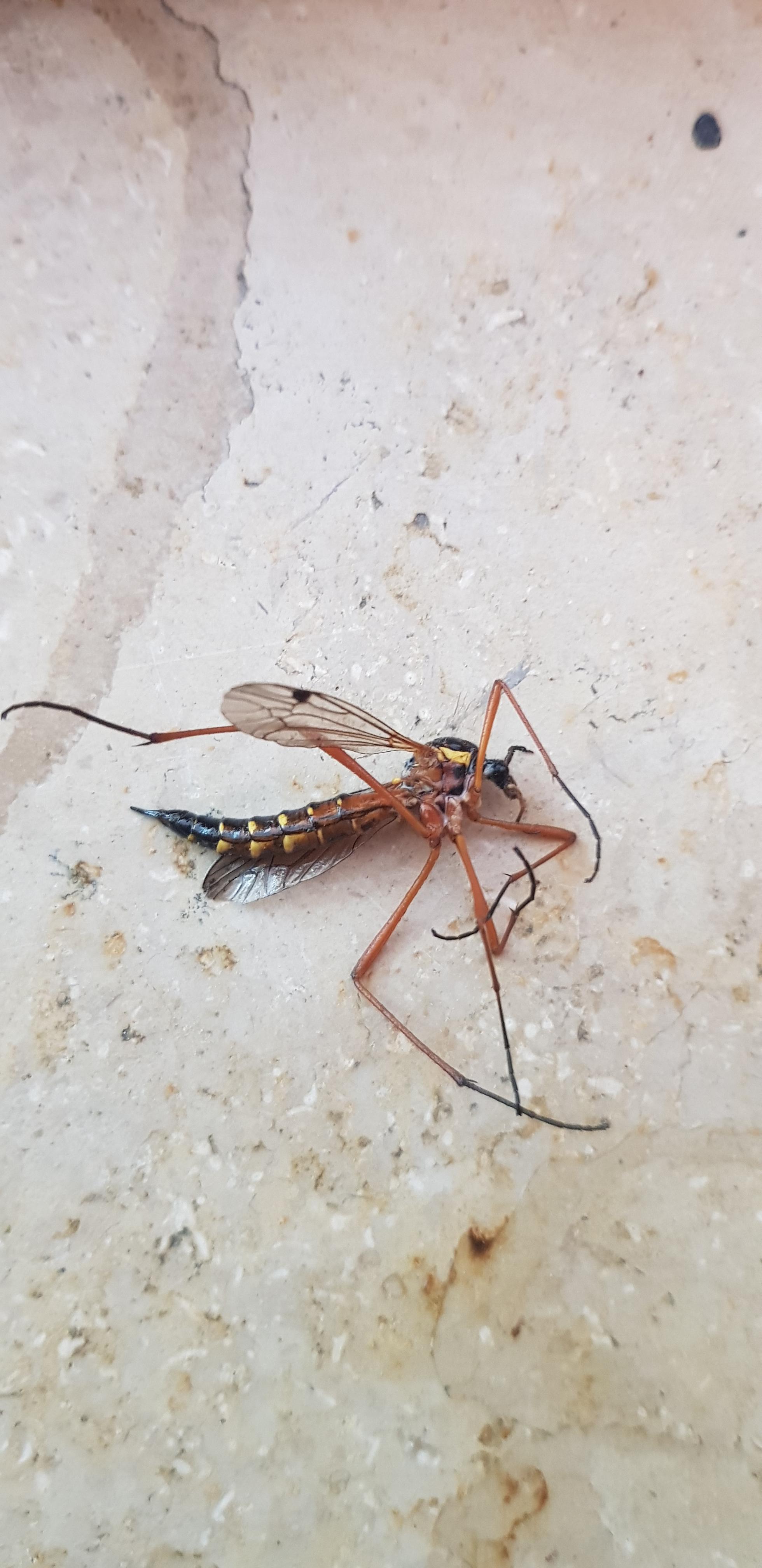 Riesen Mücke Riesen Mücke