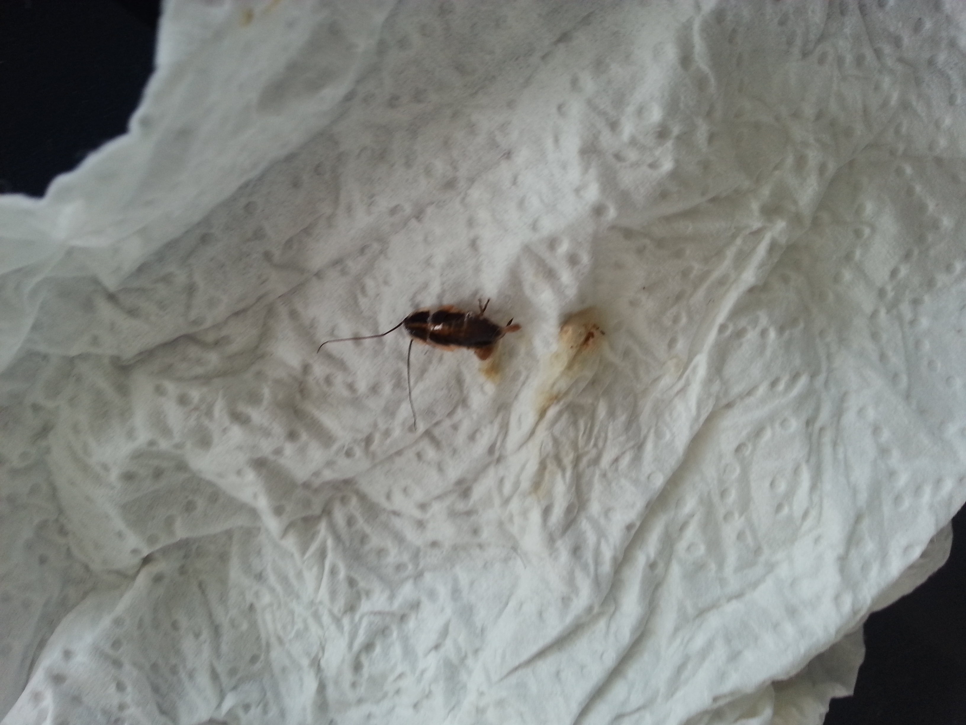 kleine motten in der k�che